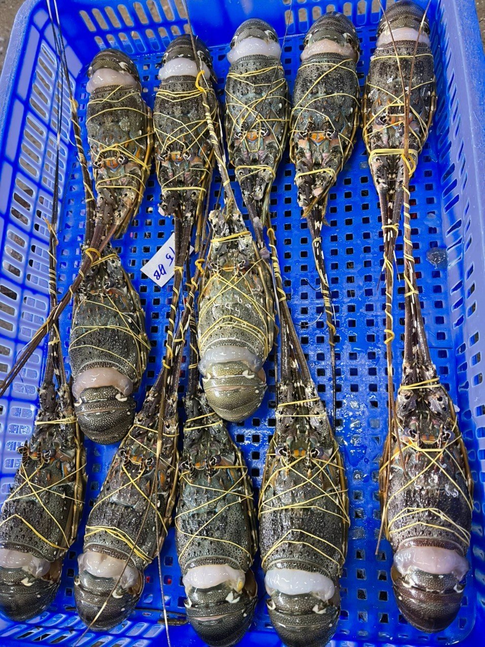 Frozen lobster