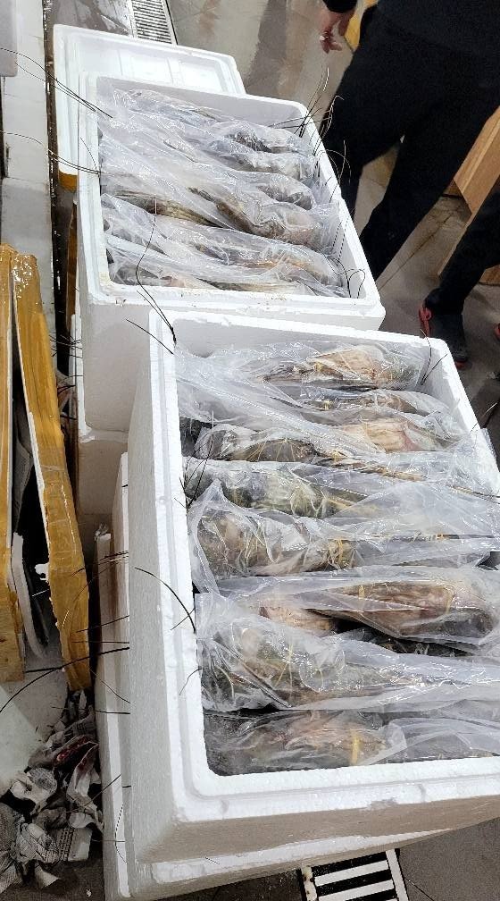 Frozen lobster