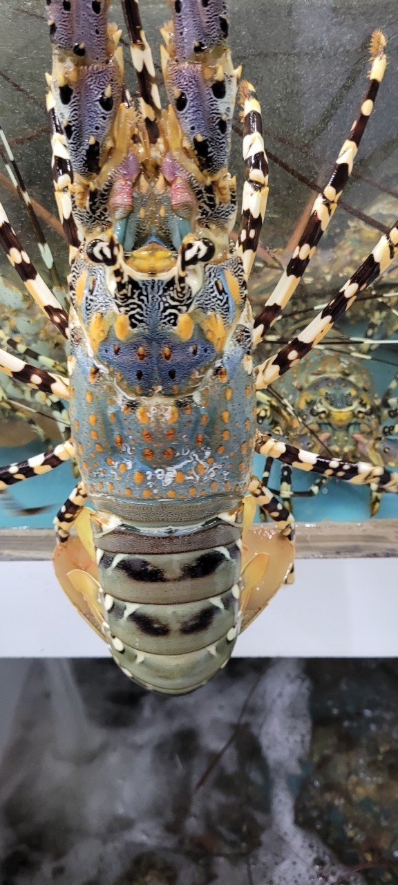 Ornate spiny lobster