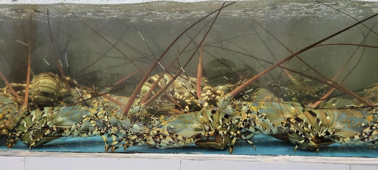 Ornate spiny lobster