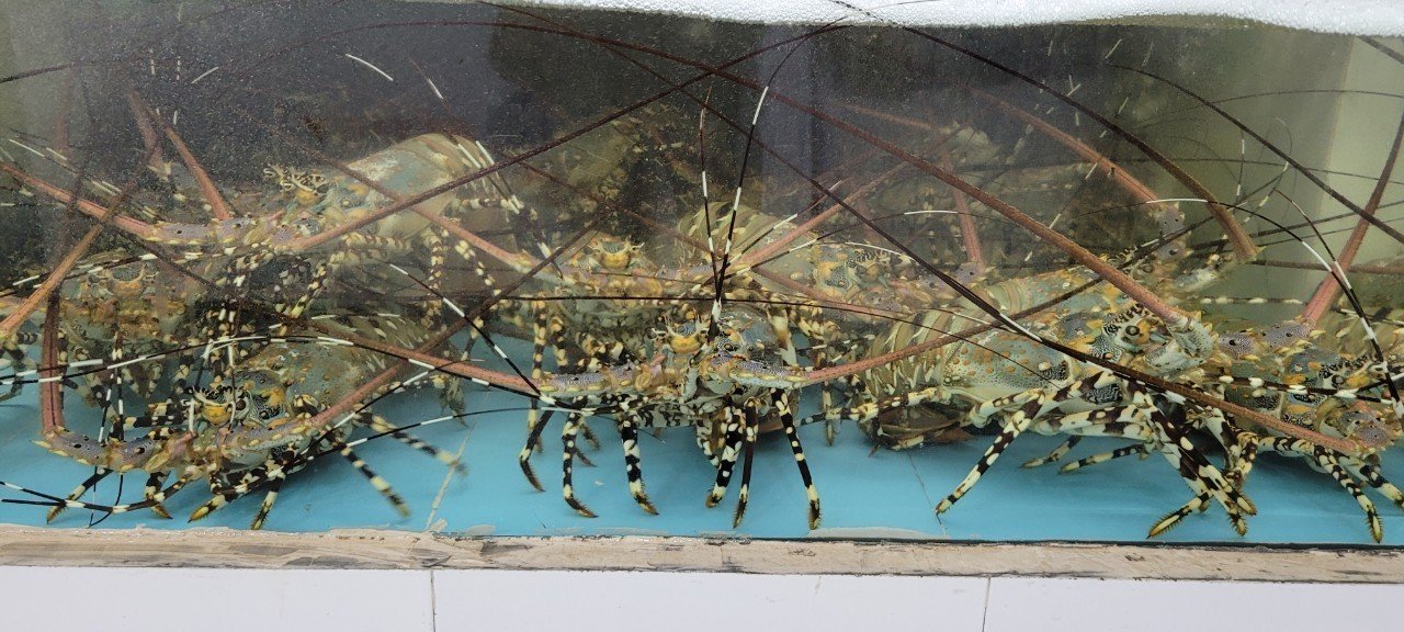 Ornate spiny lobster