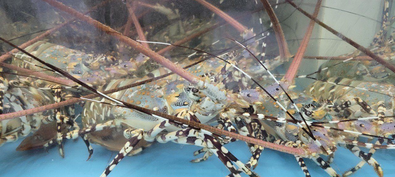 Ornate spiny lobster