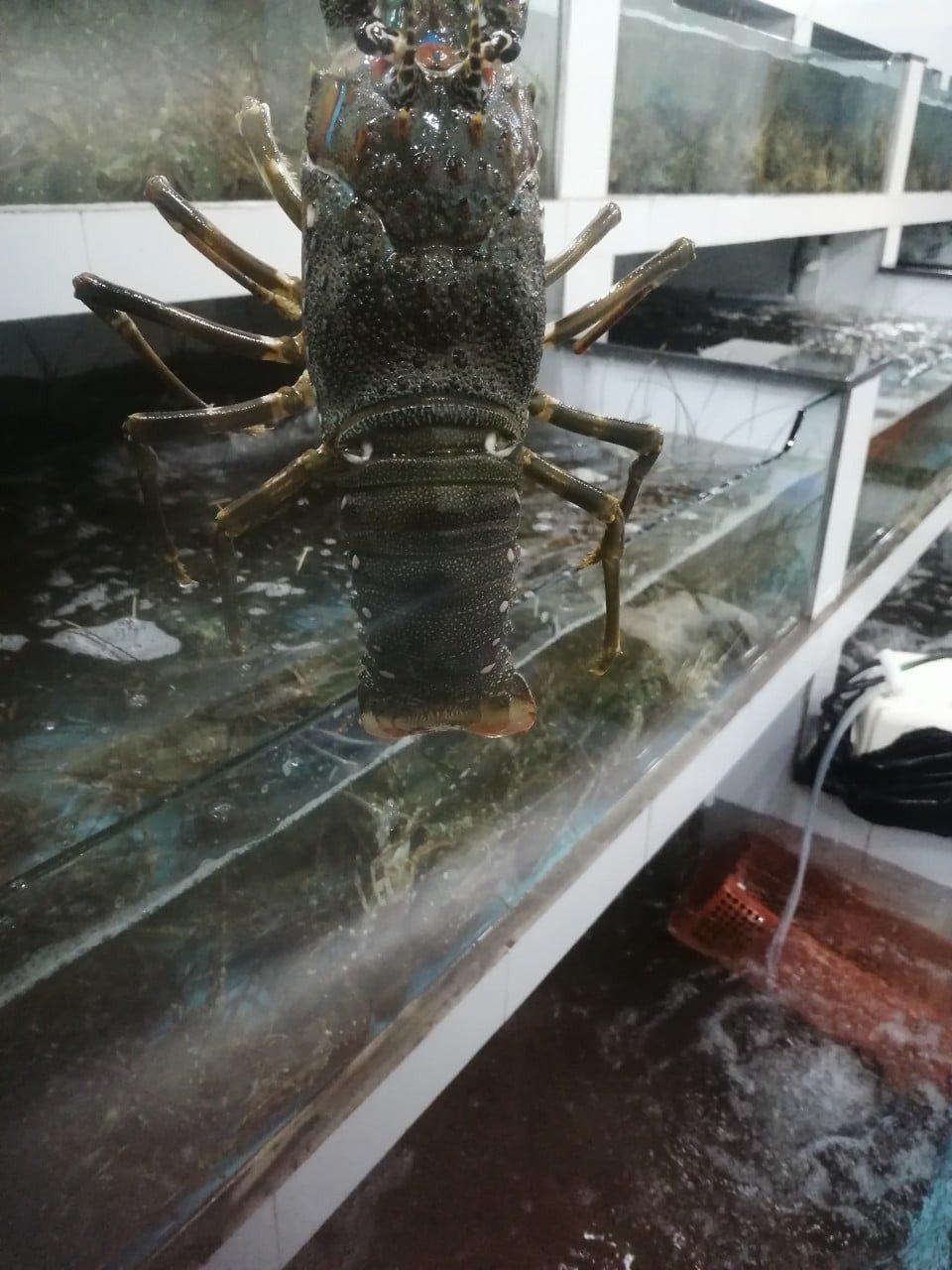 Fresh lobster
