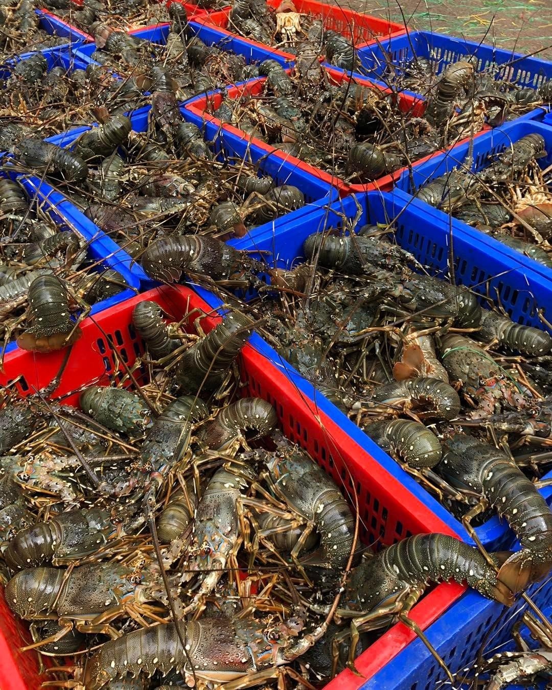 Fresh lobster
