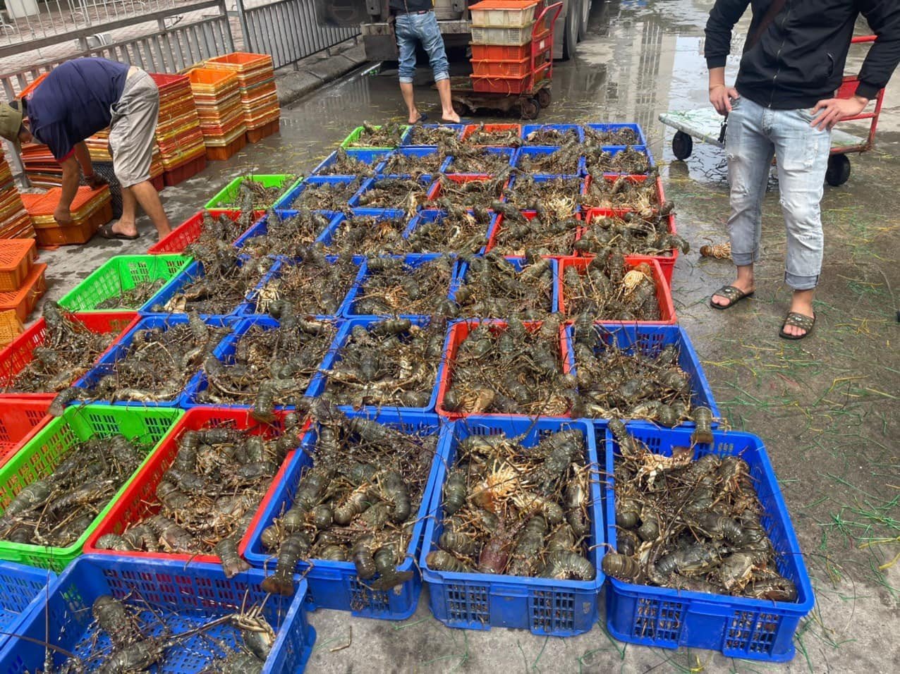 Fresh lobster