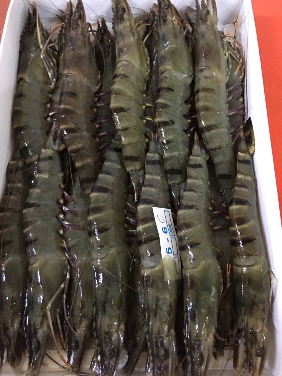 Frozen giant tiger prawns