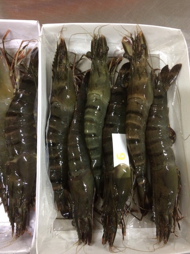 Frozen giant tiger prawns