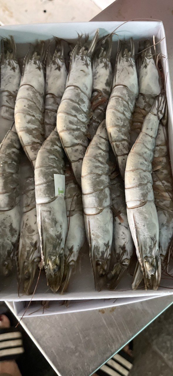 Frozen giant tiger prawns