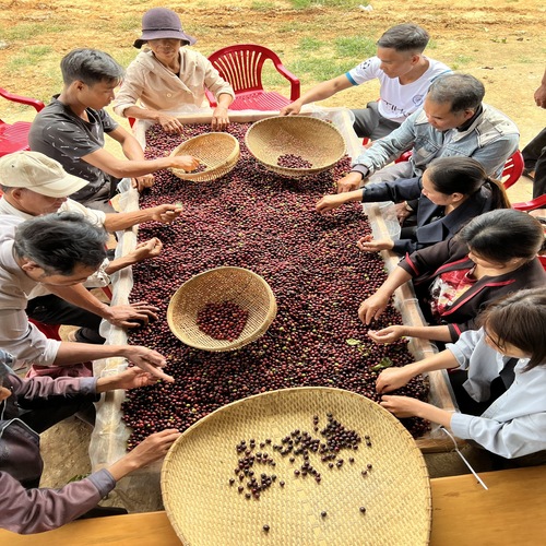 Coffee farm