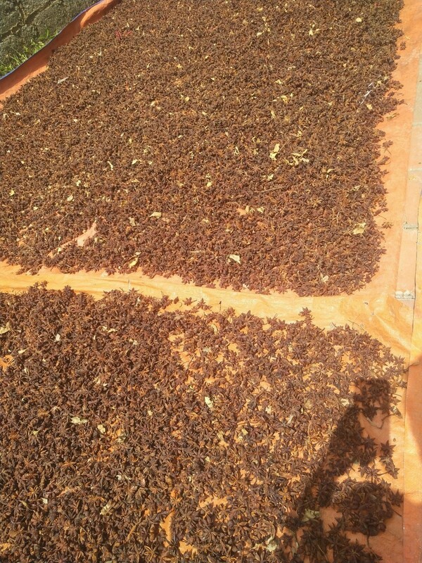Anise powder