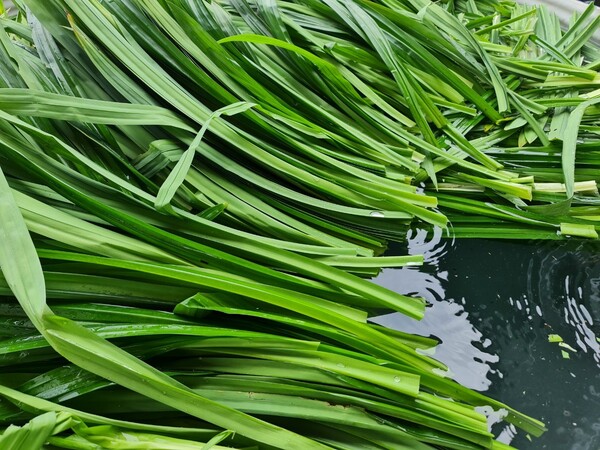 Pineapple leaves