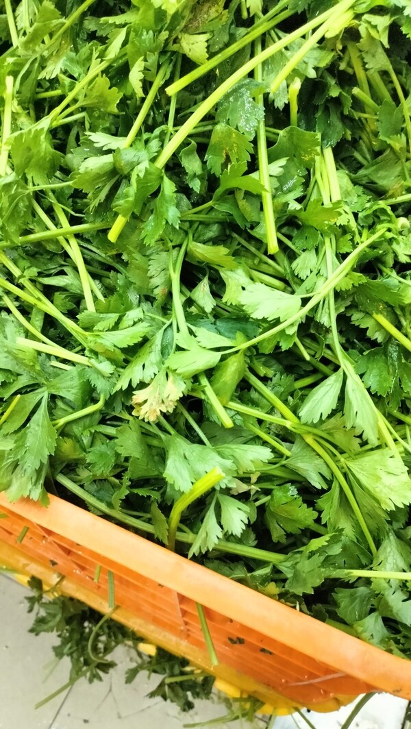 Celery