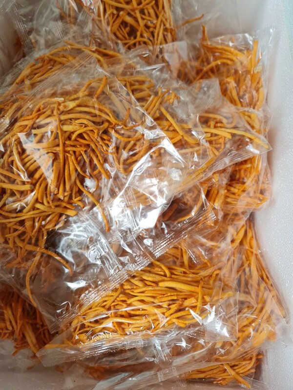 Cordyceps