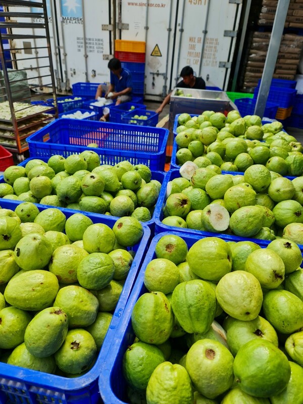 Guava