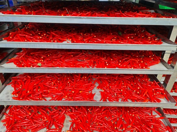 Chilli