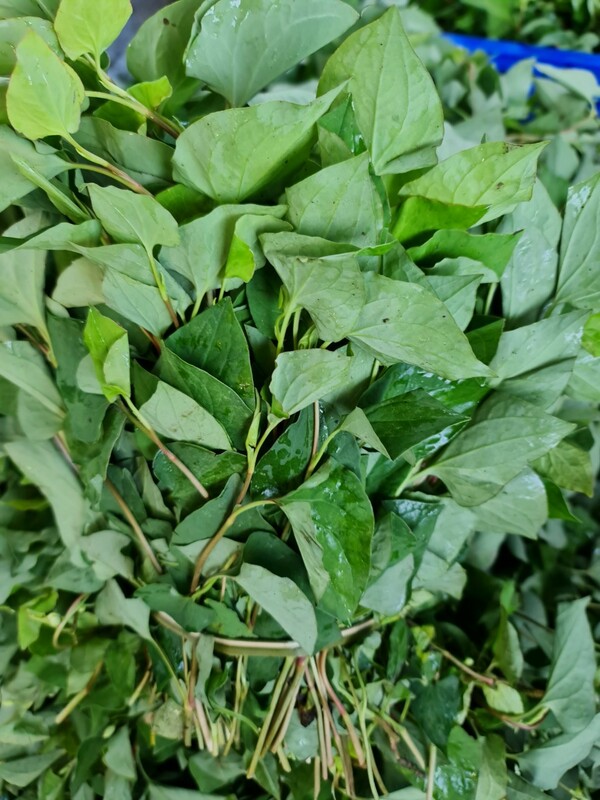 Fish mint