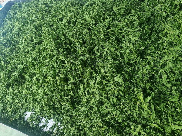 Dried kale