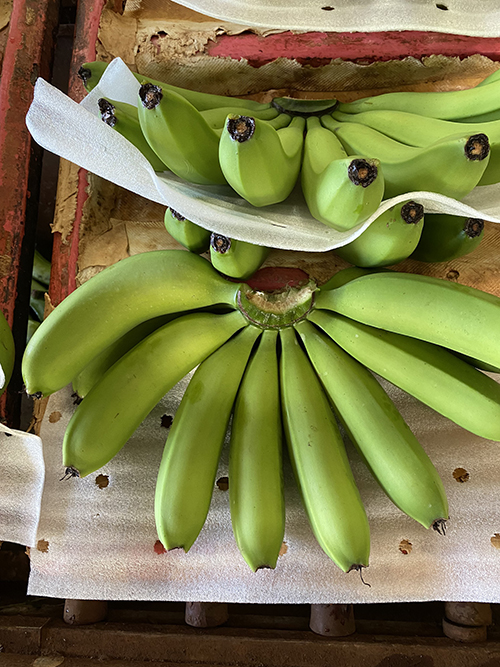 Banana