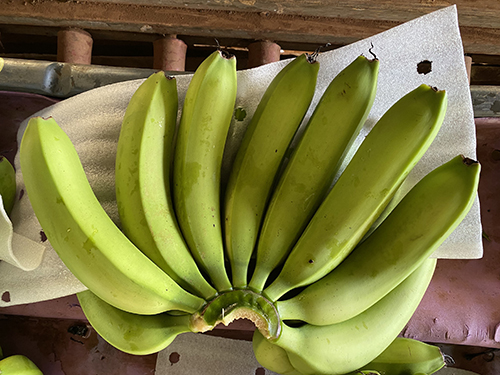 Banana