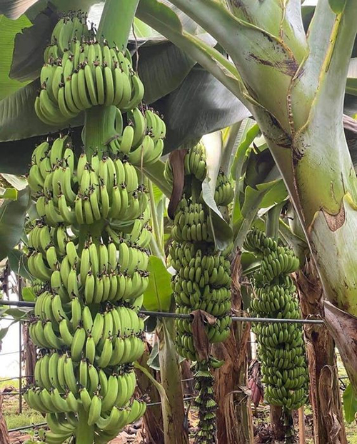 Banana