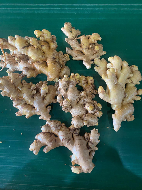 Ginger