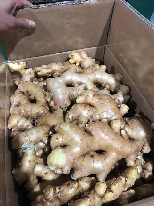 Ginger