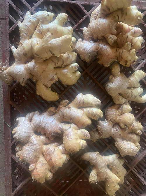 Ginger