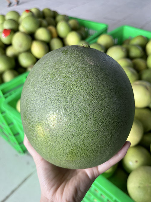 Pomelo