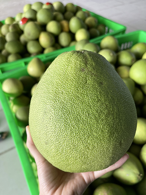 Pomelo
