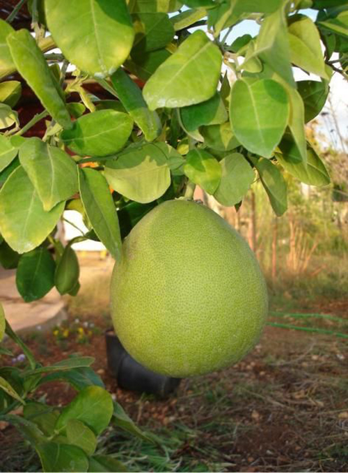 Pomelo