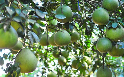Pomelo