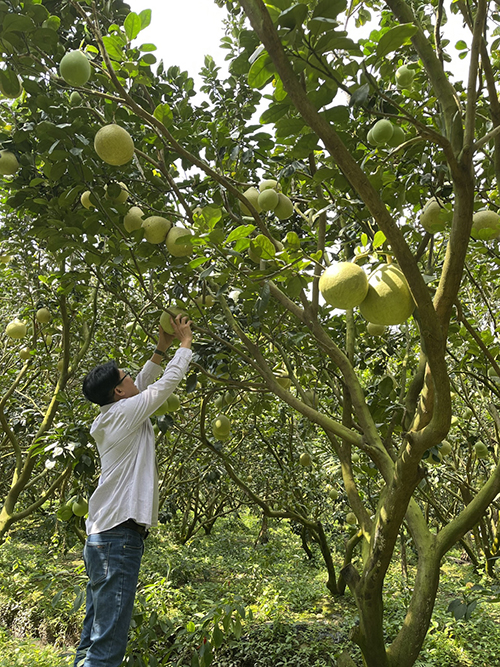 Pomelo