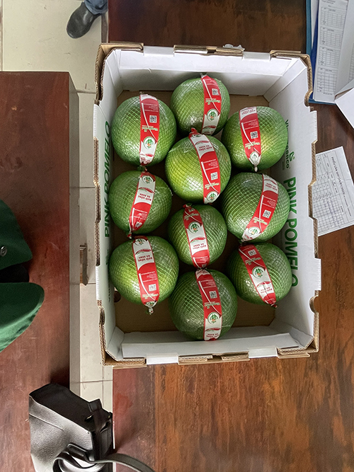 Pomelo