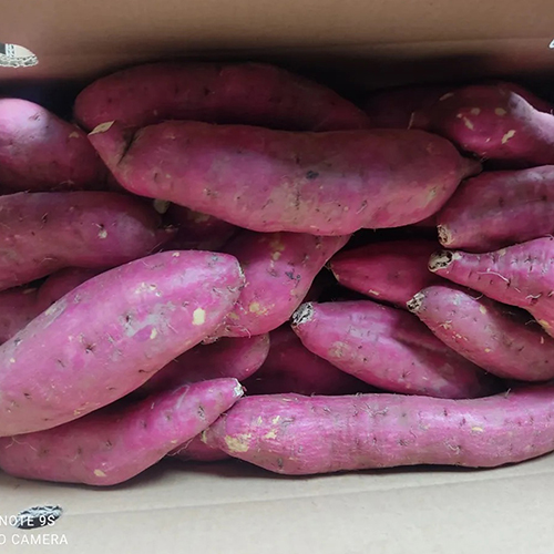 Sweet Potato