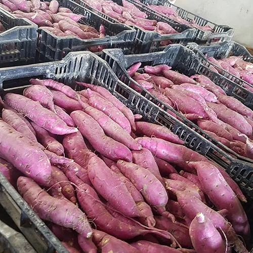 Sweet Potato