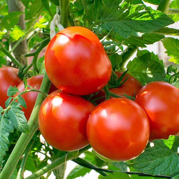 Tomato fertilizer