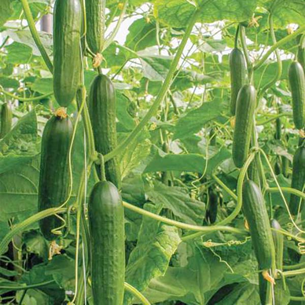 Avocado tree fertilizer