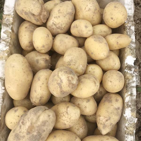Cucumber fertilizer