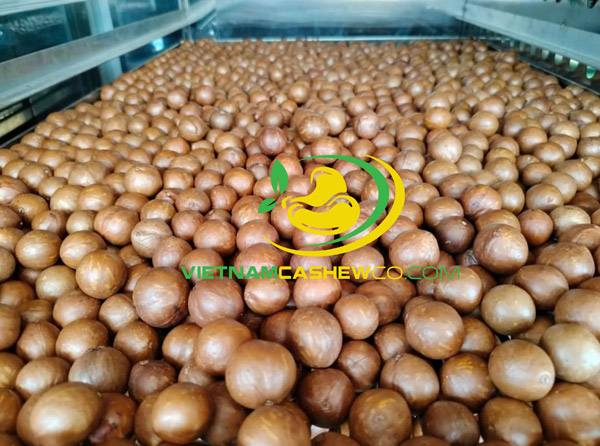 Macadamia