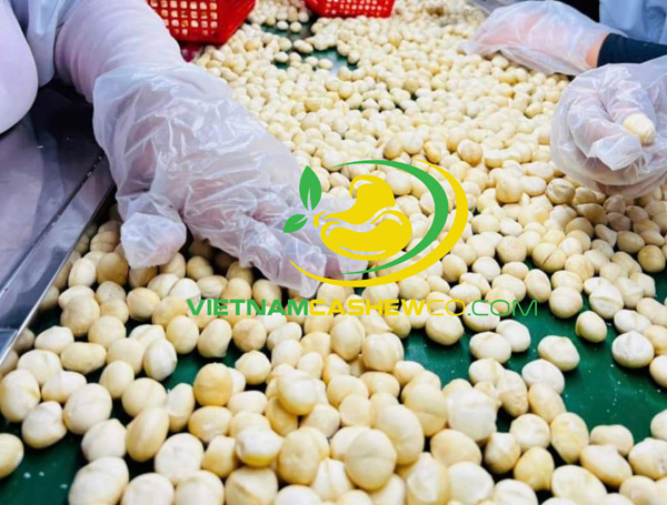 Whole macadamia nuts