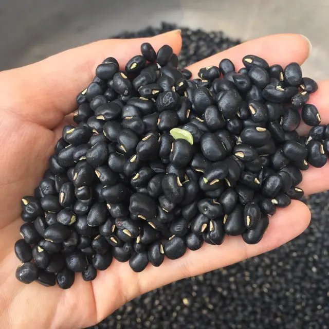Mung bean