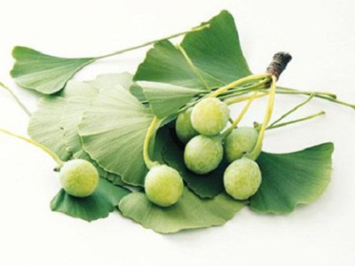 Ginkgo biloba
