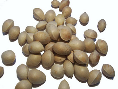 Ginkgo biloba
