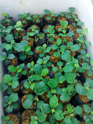 Solanum trilobatum