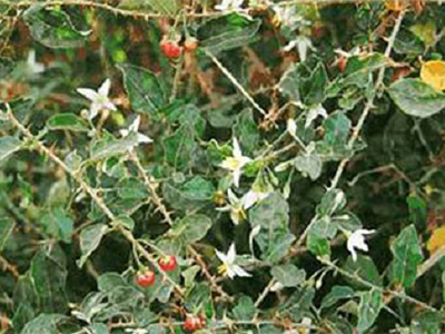 Solanum trilobatum