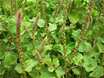 Achyranthes aspera