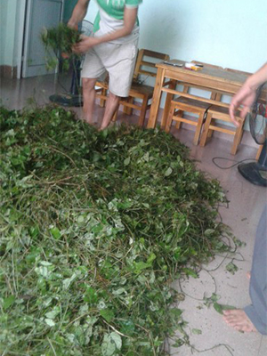 Gynostemma herb