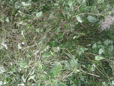 Gynostemma herb