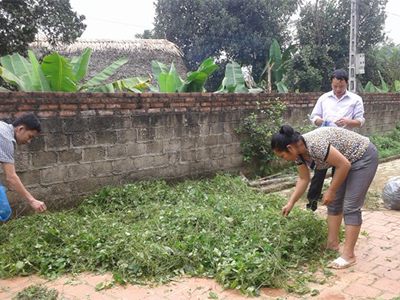 Gynostemma herb