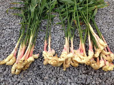 Fresh ginger